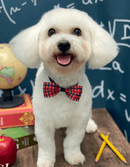 Groomed dog