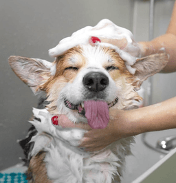 Happy dog